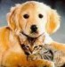 love dogs and cat